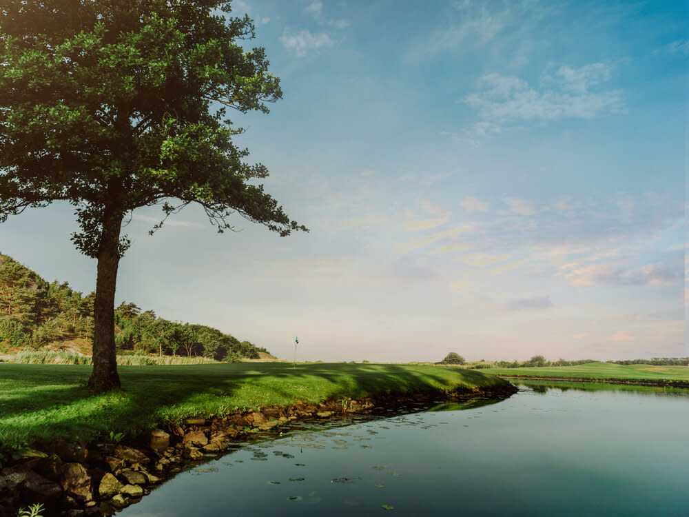 Ett stort träd står vid kanten av en damm på en golfbana med grönt gräs och blå himmel i bakgrunden.